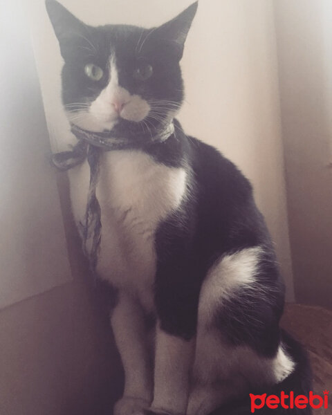 Tuxedo (Smokin) Kedi, Kedi  leyl  fotoğrafı