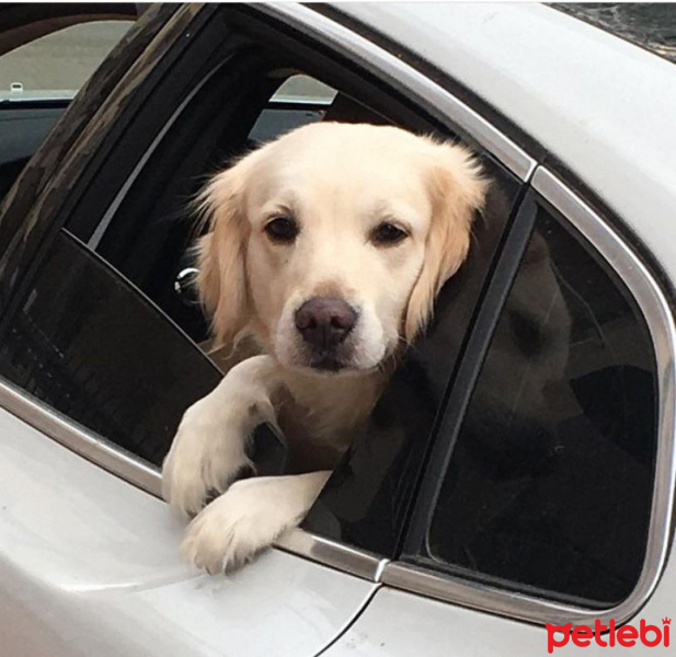 Golden Retriever, Köpek  Şiwa fotoğrafı
