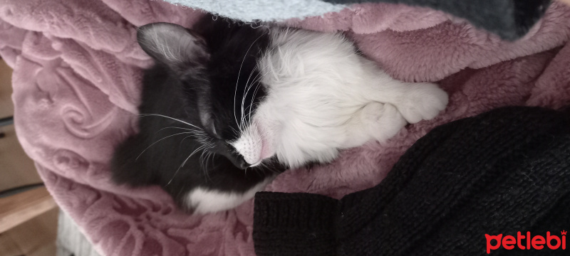 Tuxedo (Smokin) Kedi, Kedi  Prenses fotoğrafı