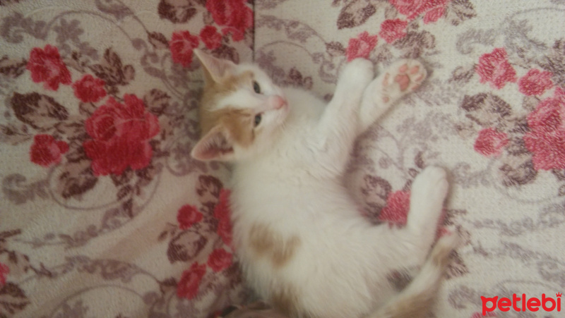 Tekir Kedi, Kedi  Boncuk fotoğrafı