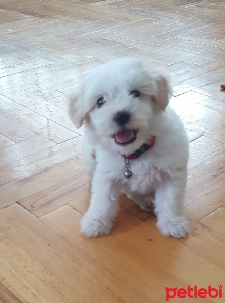Maltese, Köpek  Jazz fotoğrafı
