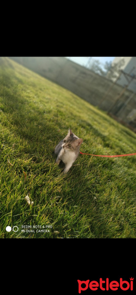 Tekir Kedi, Kedi  Gölge fotoğrafı