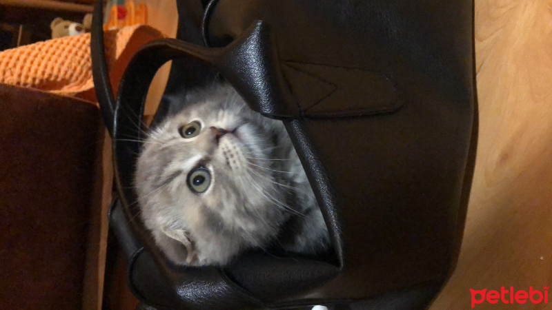 Scottish Fold, Kedi  Mavi fotoğrafı