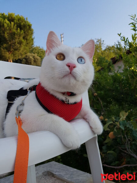 Ankara Kedisi, Kedi  Muhittin fotoğrafı