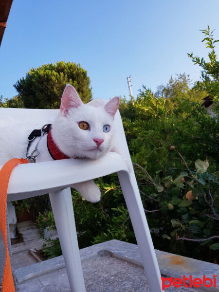 Ankara Kedisi, Kedi  Muhittin fotoğrafı