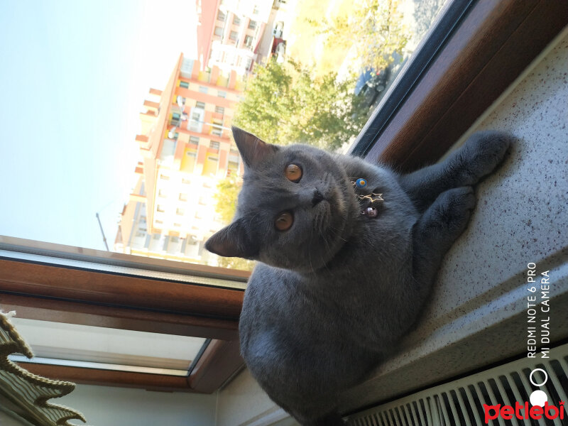 British Shorthair, Kedi  Öykü fotoğrafı