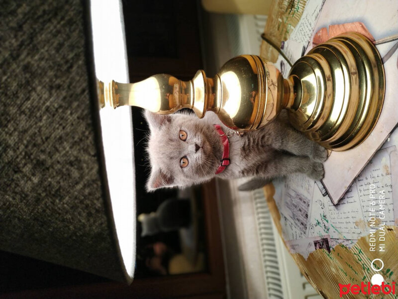 British Shorthair, Kedi  Öykü fotoğrafı