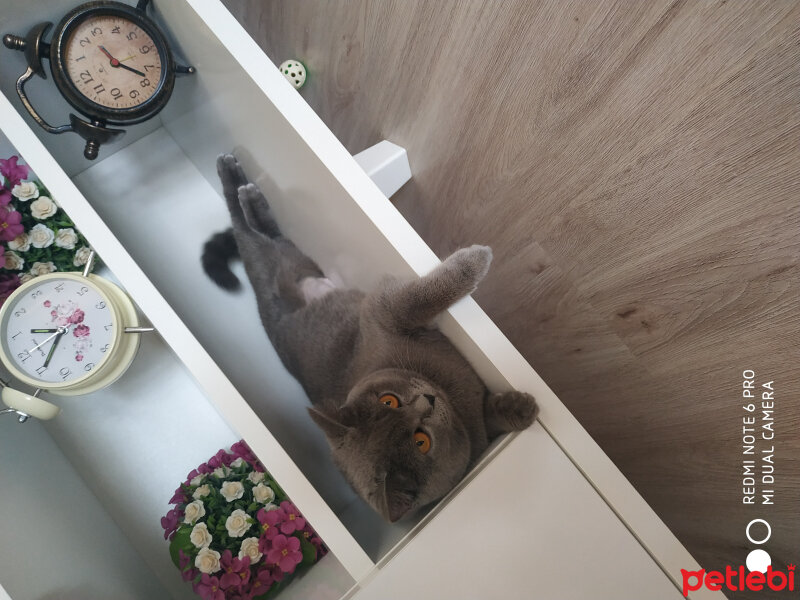 British Shorthair, Kedi  Öykü fotoğrafı