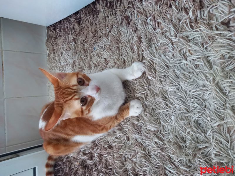 Tekir Kedi, Kedi  Minnoş fotoğrafı