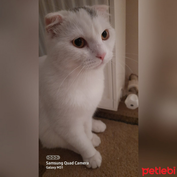 Scottish Fold, Kedi  Pamuk fotoğrafı