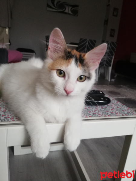 Tekir Kedi, Kedi  Lina fotoğrafı