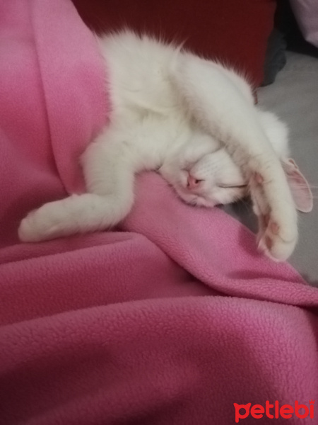 Tekir Kedi, Kedi  Lina fotoğrafı