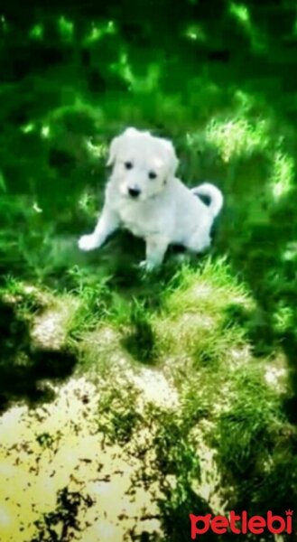 Golden Retriever, Köpek  Pamuk fotoğrafı