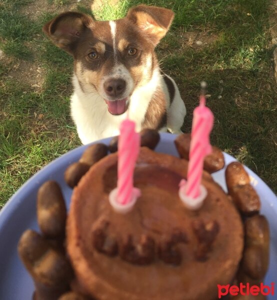 Jack Russell Terrier, Köpek  LUCY fotoğrafı