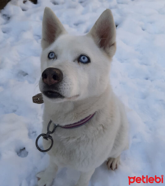 Sibirya Kurdu (Husky), Köpek  ZEYNA fotoğrafı