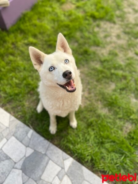 Sibirya Kurdu (Husky), Köpek  ZEYNA fotoğrafı