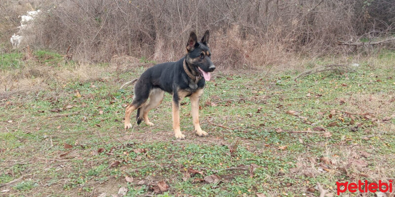 Alman Çoban Köpeği, Köpek  Zeytin fotoğrafı