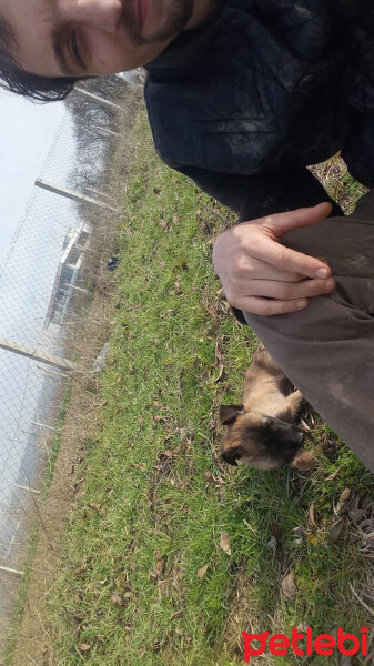 Belçika Malinois, Köpek  İvana fotoğrafı