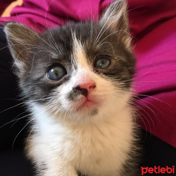 Ragdoll, Kedi  Boncuk fotoğrafı