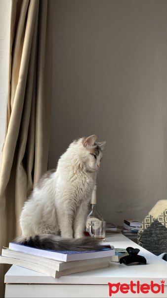 Tekir Kedi, Kedi  Lexa fotoğrafı