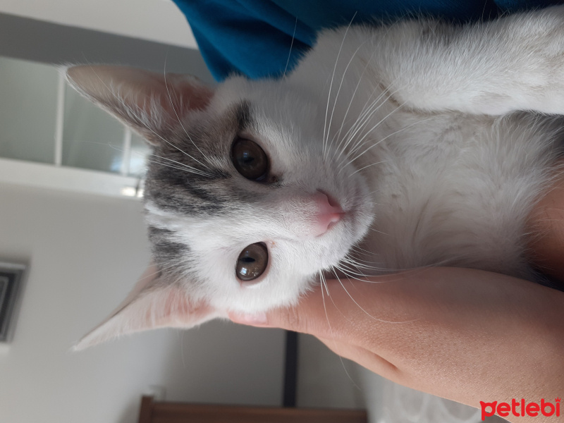 Tekir Kedi, Kedi  Pamuk fotoğrafı