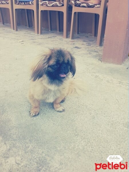 Pekingese, Köpek  Finduk fotoğrafı