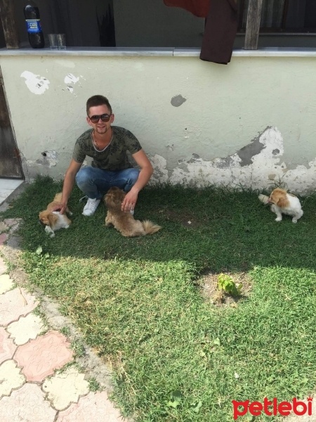 Pekingese, Köpek  Finduk fotoğrafı