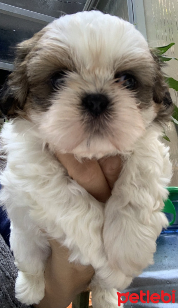 Shih Tzu, Köpek  Fındık fotoğrafı
