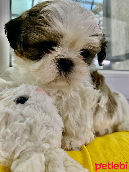 Shih Tzu, Köpek  Fındık fotoğrafı