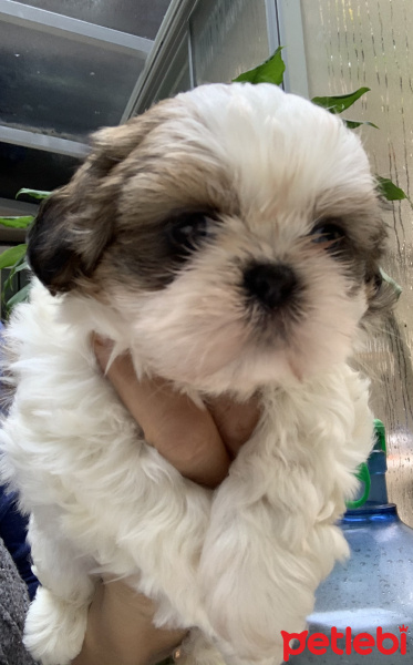 Shih Tzu, Köpek  Fındık fotoğrafı