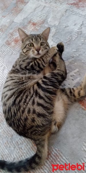 Tekir Kedi, Kedi  Fındık fotoğrafı