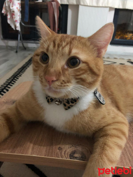 Sarman, Kedi  Simba fotoğrafı