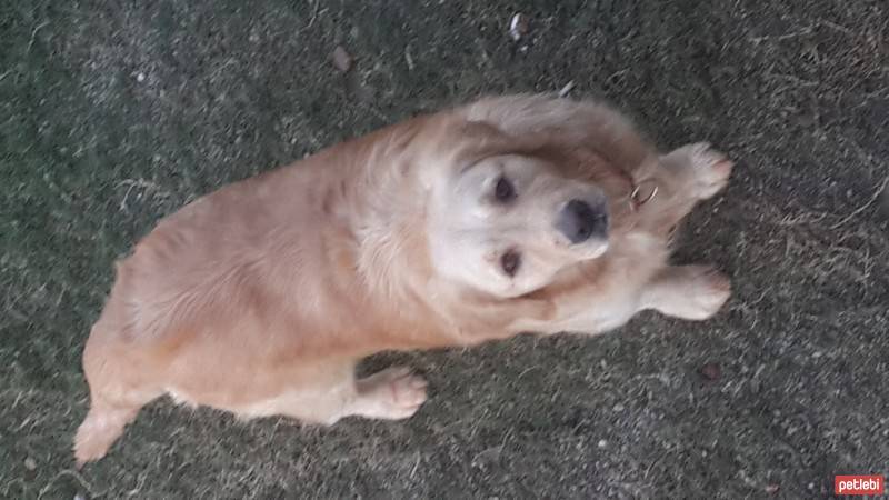 Golden Retriever, Köpek  badem fotoğrafı