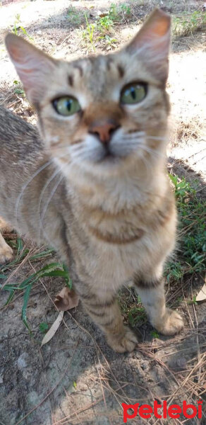 Soke, Kedi  Badem fotoğrafı