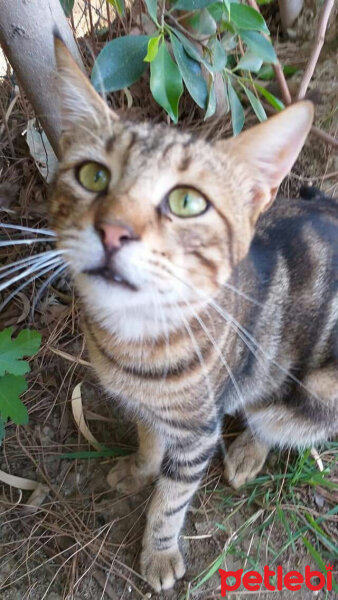 Soke, Kedi  Badem fotoğrafı