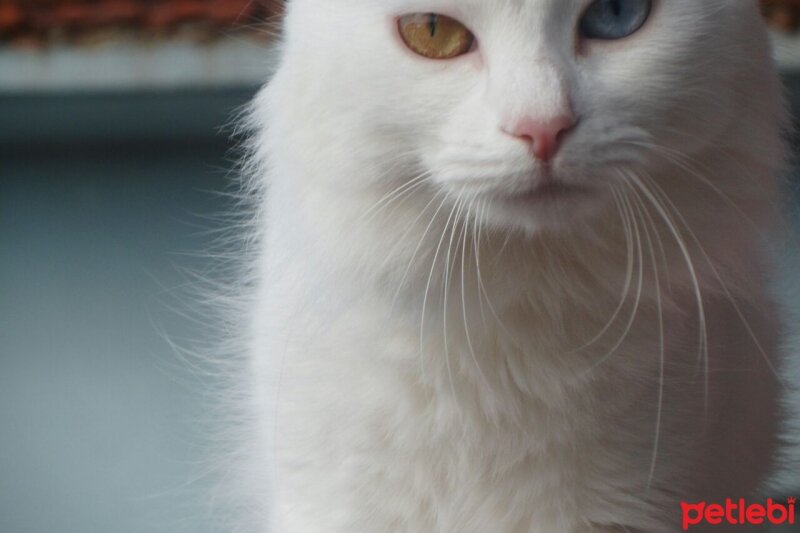 Ankara Kedisi, Kedi  Adry fotoğrafı