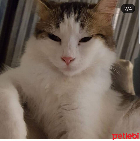 Soke, Kedi  Minnoş fotoğrafı