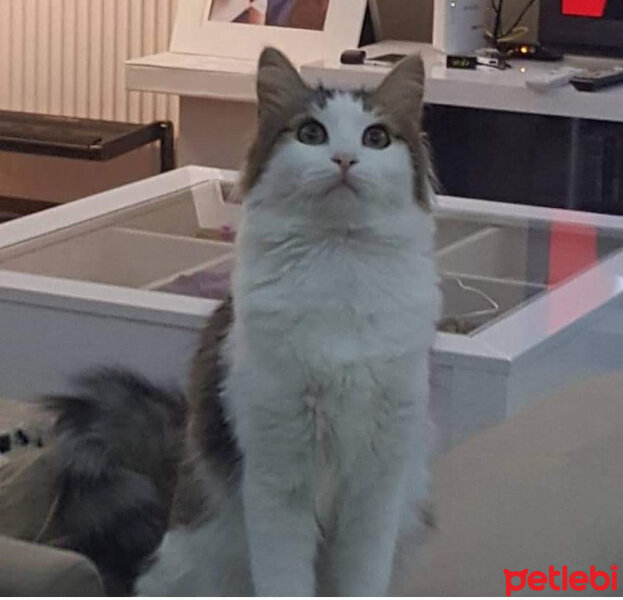 Soke, Kedi  Minnoş fotoğrafı