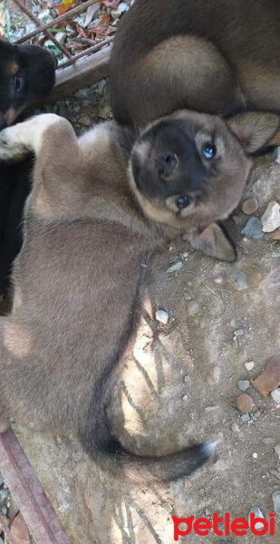 Sokö (Sokak Köpeği), Köpek  Çakır fotoğrafı