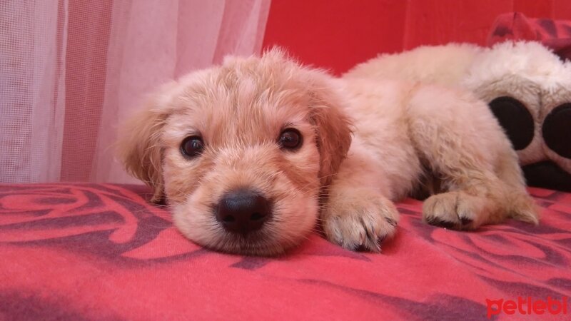 Golden Retriever, Köpek  Lodos fotoğrafı