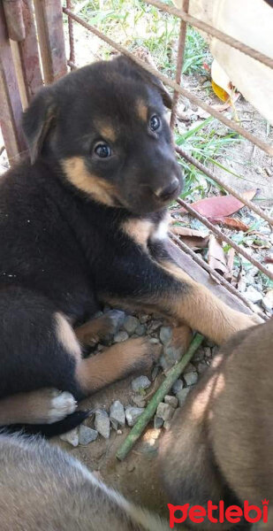 Sokö (Sokak Köpeği), Köpek  Cesur fotoğrafı