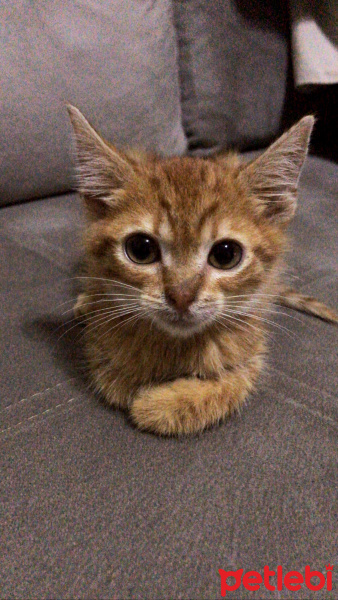 Tekir Kedi, Kedi  Fındık fotoğrafı