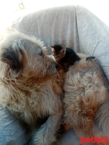 Sokö (Sokak Köpeği), Köpek  Jesy fotoğrafı