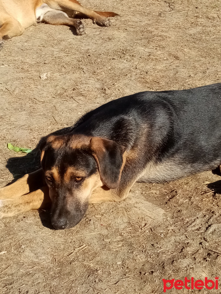 Sokö (Sokak Köpeği), Köpek  Jesy fotoğrafı