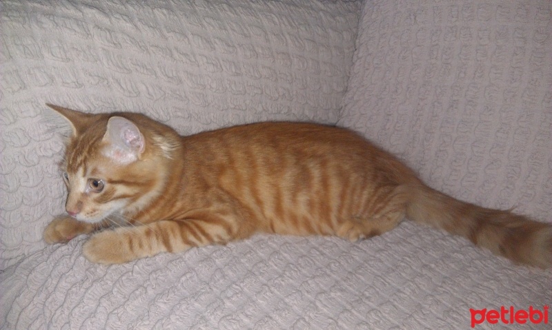 Manx, Kedi  FLOKİ fotoğrafı
