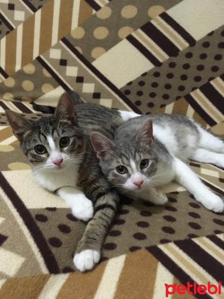Tekir Kedi, Kedi  Boncuk ve Prens fotoğrafı