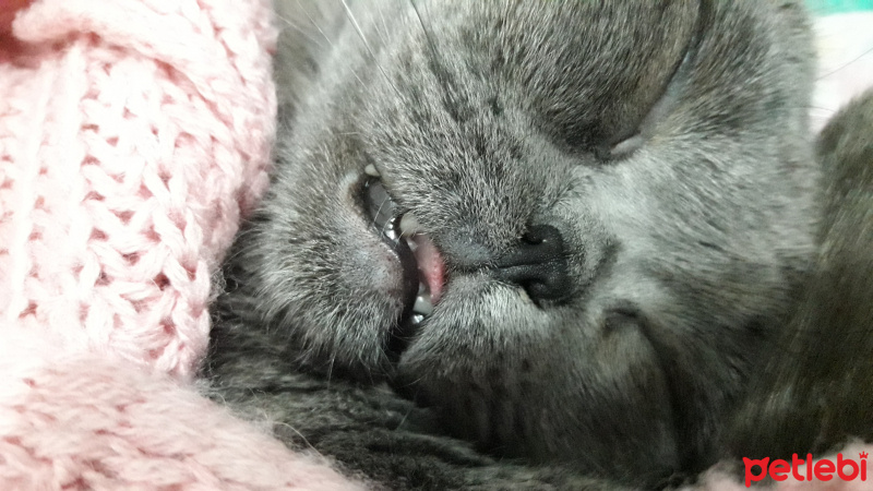 British Shorthair, Kedi  Amon fotoğrafı