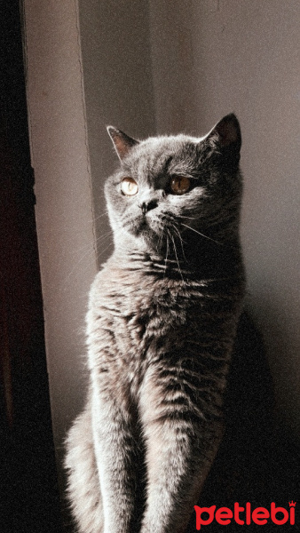 British Shorthair, Kedi  Amon fotoğrafı