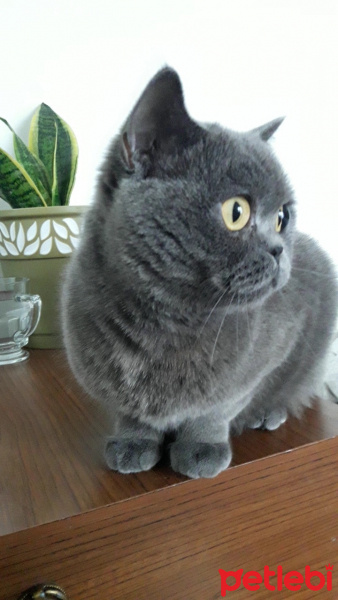 British Shorthair, Kedi  Amon fotoğrafı