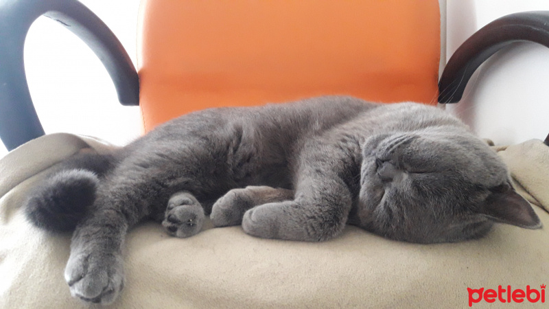 British Shorthair, Kedi  Amon fotoğrafı